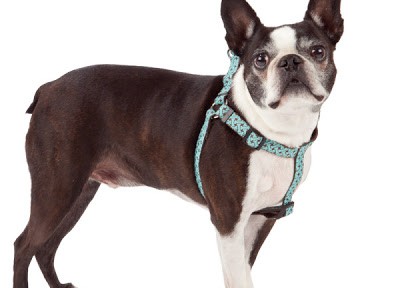 Martha Stewart Pets Bone Harness